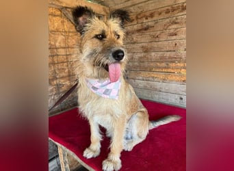 ❤️ superliebe Familienhündin - 2,5 Jahre, 50cm/20kg - Schnauzer-Mix