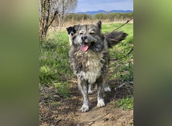 Lupo, ruhiger und ausgeglichener Rüce