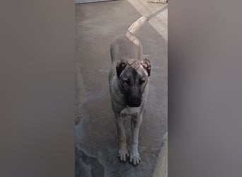 Pandora Kangal Mischling Hündin Junghund sucht Zuhause oder Pflegestelle