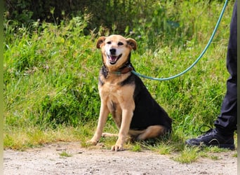 Hazel, Schäferhund-Mix, lieb und sozial