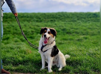 Charlie- ein liebevoller Kokoni-Mix sucht sein Zuhause