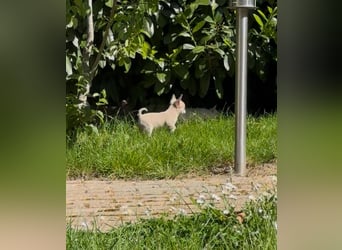 Chihuahua Welpen reinrassig Rüde Mai2025