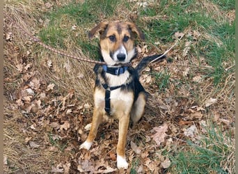 Schäferhund-Collie-Mix Junghündin "Fleur" sucht ein Zuhause