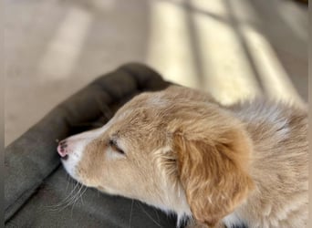 Oskar, der neugierige, aktive Welpe ist bereit für ein liebevolles Zuhause
