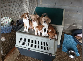 Hundekind JAX sucht seine Herzensmenschen