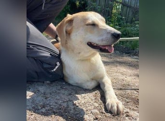 Betty, Labrador Mischling