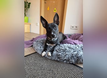 AINOA ❤️ Sonnenschein Familienhündin, Pflegefamilie Kevelaer