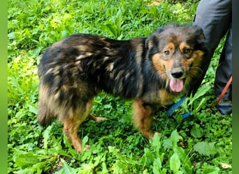 Bildhübscher *JARO* - ist eine Seele von Hund