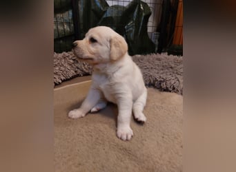 Wunderschöne Labrador-Mix Welpen