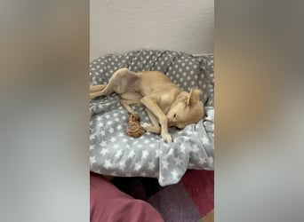 Pinscher- Mischlingsmädchen Elsa sucht ihr liebevolles Zuhause