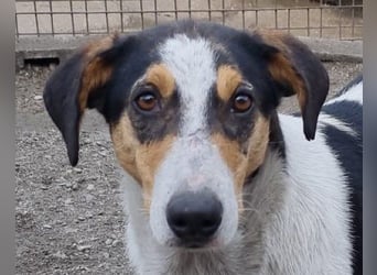 Dino ❤️ aufgeweckter, lieber Traumhund