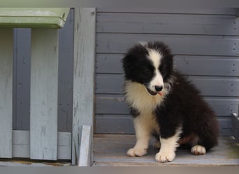 Leyla und Blue - zwei zuckersüße Aussie Zwerge