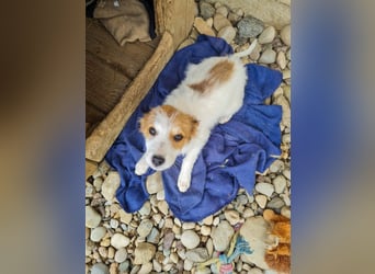 Zauberhaftes Hundemädchen ANNEMARIE ist neugierig und verspielt