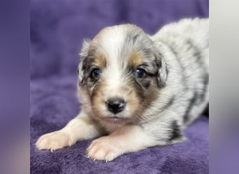 Australian Shepherd Welpen (ASCA)