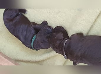 Portugiesische Wasserhund-Welpen aus der Welpenkrippe®
