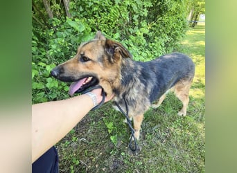 Denver ein Engel auf 4 Pfoten