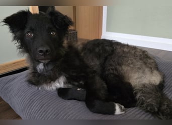 Laroche - dein neuer bester Hundekumpel (32051 Herford)