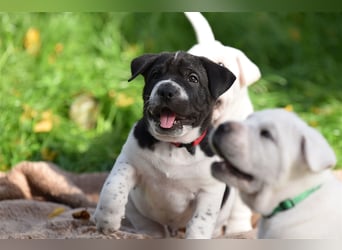 Shar-Pei x Labrador Mix Welpen stellen sich vor......