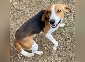 Beagle-Mix Pablito - verspielt und freundlich
