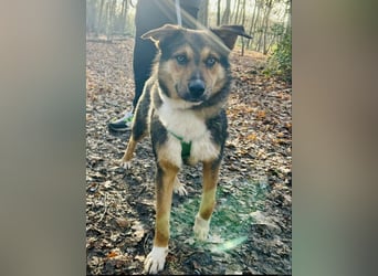hübscher Ibun sucht verständnisvolles Zuhause