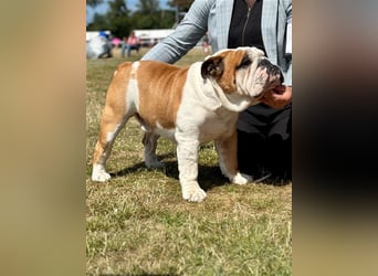 Englische Bulldoggenwelpen verfügbar in der Hauszucht "Von Teodor" FCI!