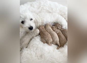 Traumhafte Maltipoo Welpen F1 Malteser Pudel