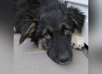 Atos ein absoluter Familienhund