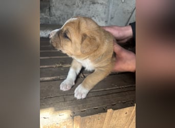 Labrador x Rhodesien Ridgeback Mix