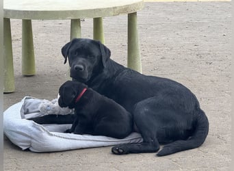 Labrador Retriever Weibchen Welpen mit Ahnenpass, Eltern HD, ED, PL, OCD, Augen und Genetisch frei