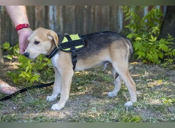 Bailey SI – 3 Jungs suchen ihr großes Abenteuer
