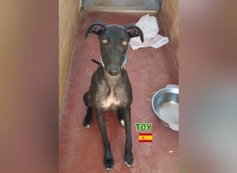 Toy,geb.04/24,fröhlicher Galgo sucht seine Familie