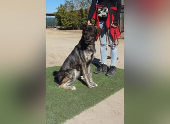 Elfie, Schäferhund-Mix, lieb und verträglich
