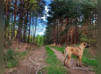 Kimba Schäferhund Mischling Hündin sucht Zuhause für immer