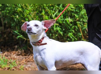 Crystal, Mix Pinscher / Chihuahua, lieb und verträglich