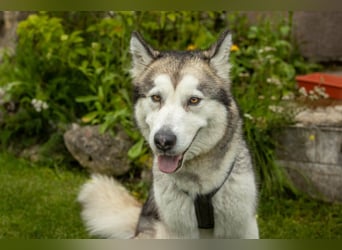 Wapaj - gut erzogener liebevoller Familienhund - Tierhilfe Franken e.V.