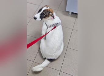 Luna - lebhafte, aktive, verspielte junge Hündin / z.Zt. noch in Rumänien