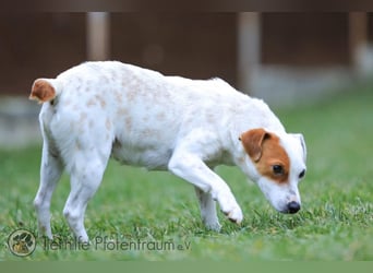 Peachy, bezaubernde Parsen Jack Russell Terrier - Mix Hündin