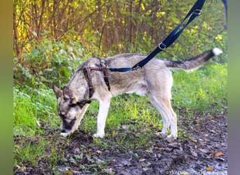 Akela - möchte gemeinsam wachsen!