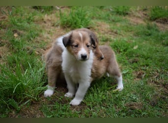 Colliewelpen aus über 40Jahren Zucht