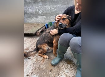 Mega verschmuste Seniorin Nikita