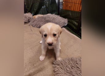 Wunderschöne Labrador-Mix Welpen