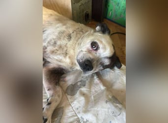 Victor-kleiner Handicaphund sucht Liebe!