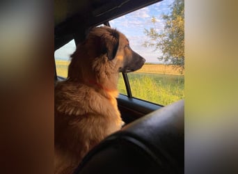 Grizzly sucht noch sein Zuhause