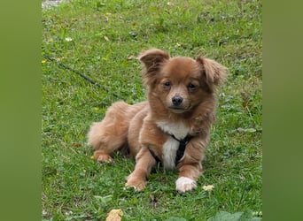 Kleine Holly sucht liebevolles Zuhause