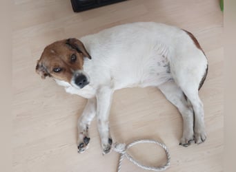 Pippa eine Kinderliebende Hündin