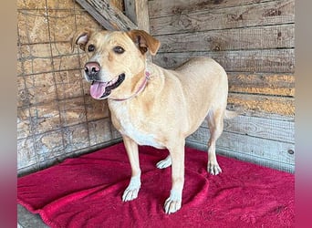 ❤️ liebenswerte gemütliche DAGGI - 5 Jahre, 50cm - Labbi-Mix