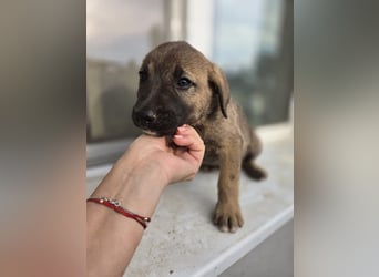 Rudi - sucht noch sein Körbchen