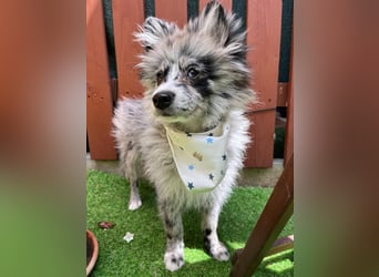 Lio – kleiner Spitz mit großem Herzen sucht ein liebevolles Zuhause
