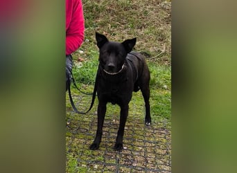 Faustino, Labrador-Mix - freundlich und sozial