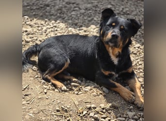 Kleiner FIDO sucht sein Zuhause!
